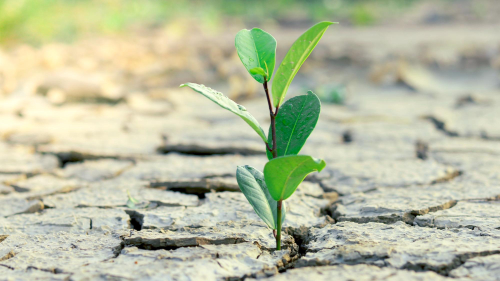 Consejos para combatir la sequía en la agricultura