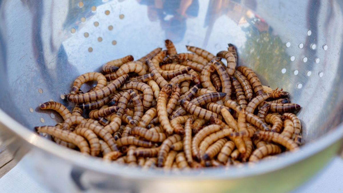 ¿Cómo conservar los gusanos de pesca y cebar bien el anzuelo?