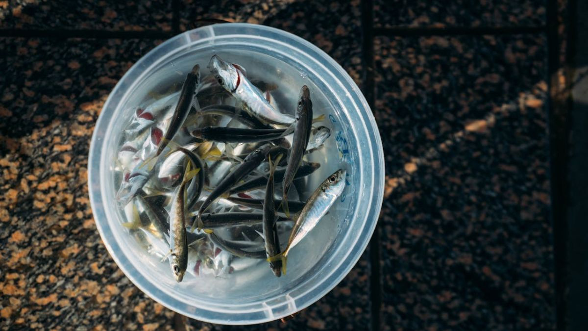 ¿Cómo pescar con cebo vivo en el mar? Técnica, montaje y recomendaciones
