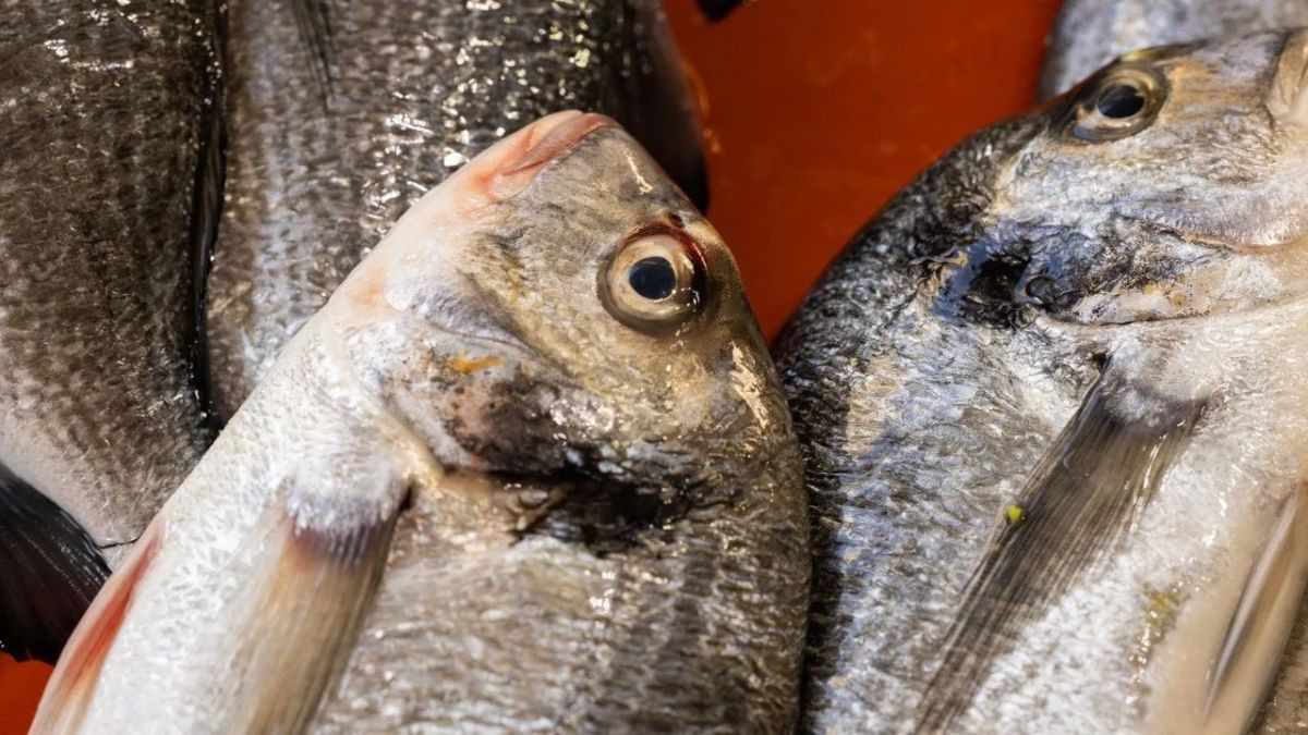 ¿Cómo pescar dorada y cuándo es la mejor época?