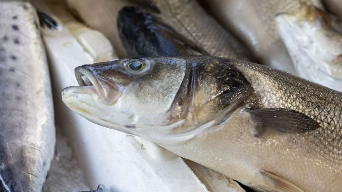 ¿Cómo pescar una lubina desde la costa?